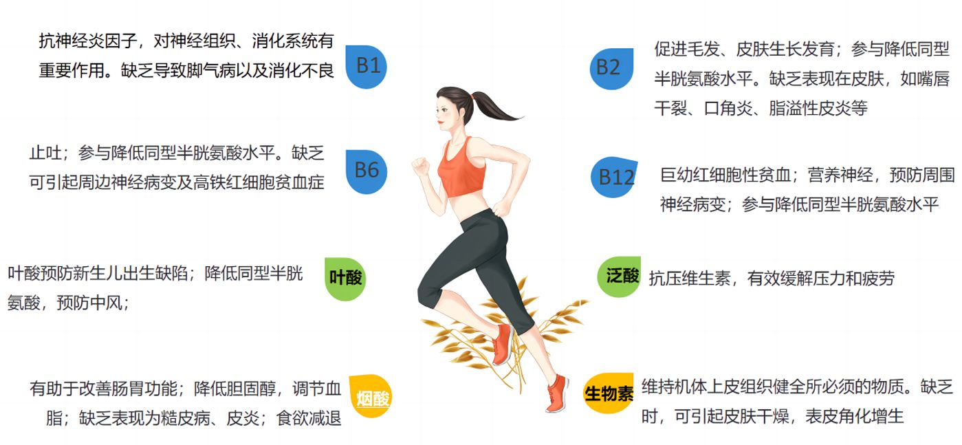 B族的作用 B族的作用